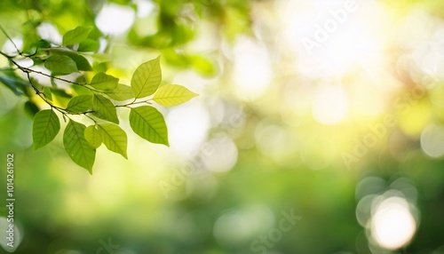 Green leaves in the sunlight