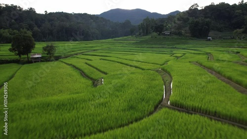 Aerial vertical shot of rice terraces in chiangmai,High angle view of rice fields in Thailand