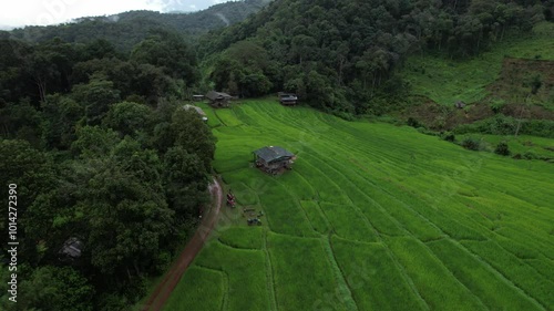 Dark green rice fields in the countryside on a mountain in Chiang Mai, Pang Mao rice fields