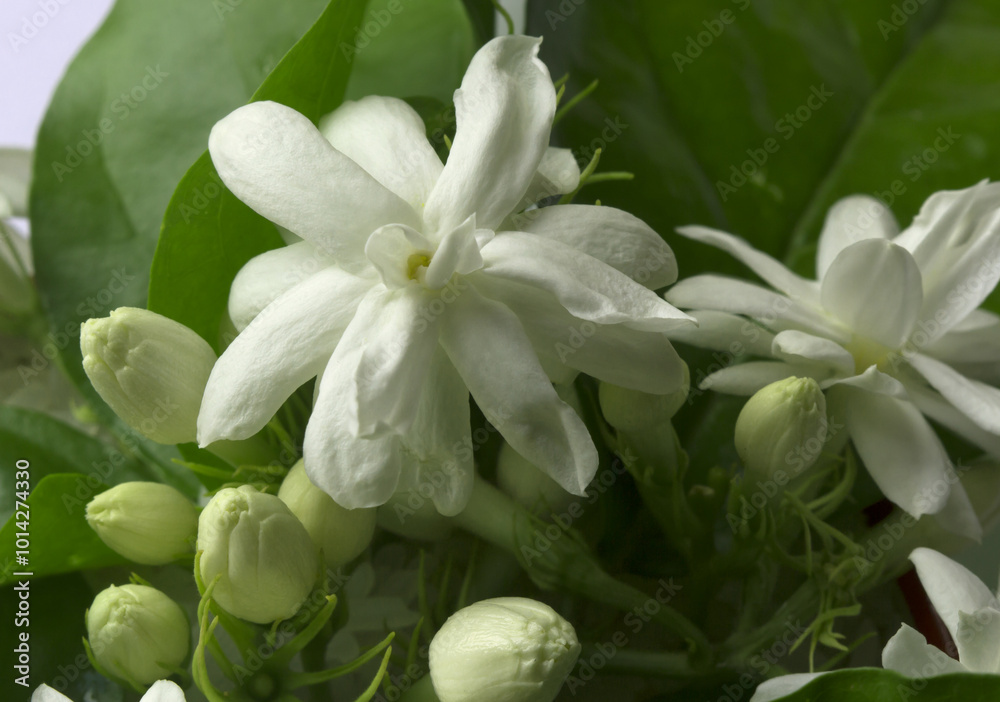 jasmine wood texture background jasmine wood texture background