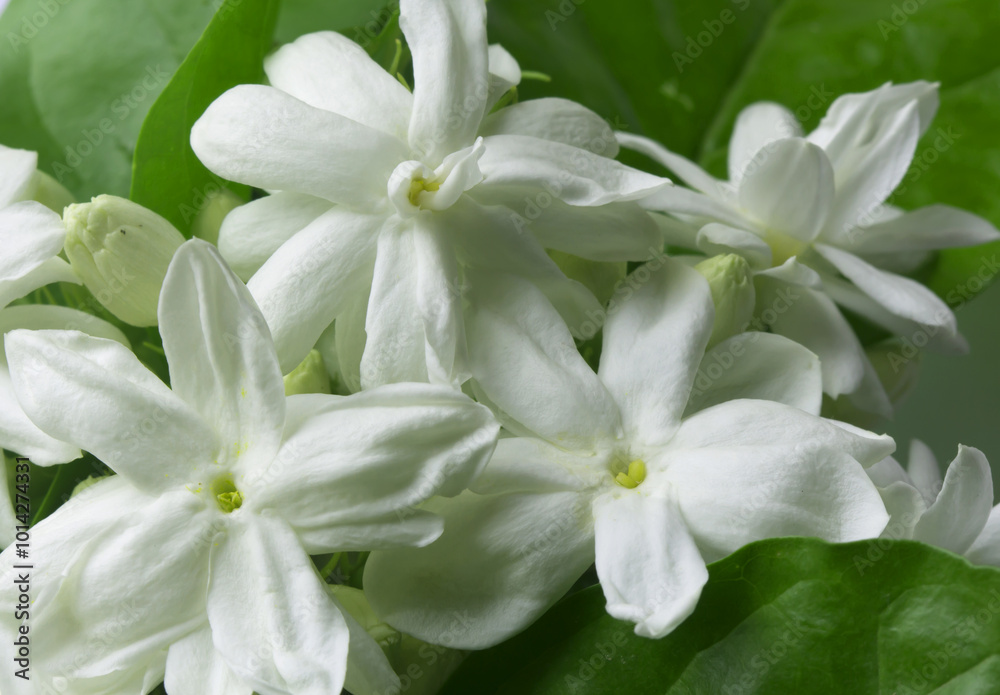 Fototapeta premium Natural white jasmine flowers