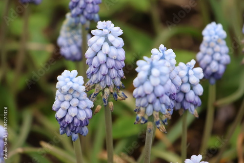 blue and white hyacinth