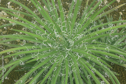 natural cactus texture background