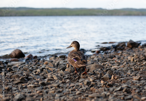 Hen Mallard Duck Near Water