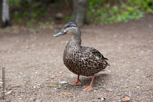 Hen Mallard Duck