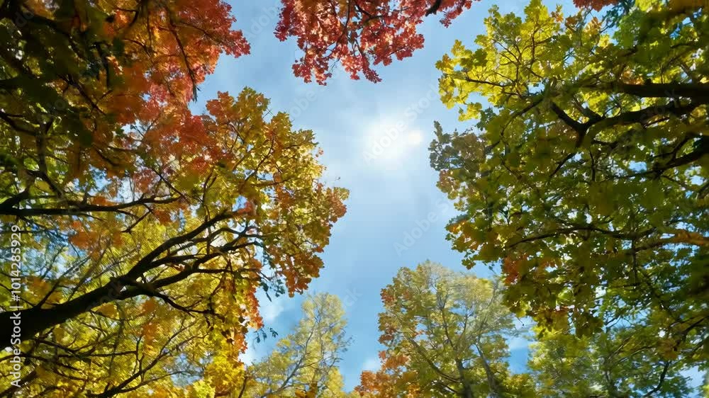 A vibrant canopy of autumn trees seen from below showcasing the red, yellow, and green leaves against a bright blue sky with the sun shining through.