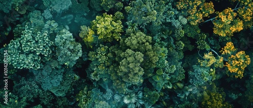 Aerial view of a rainforest with exotic animals visible below