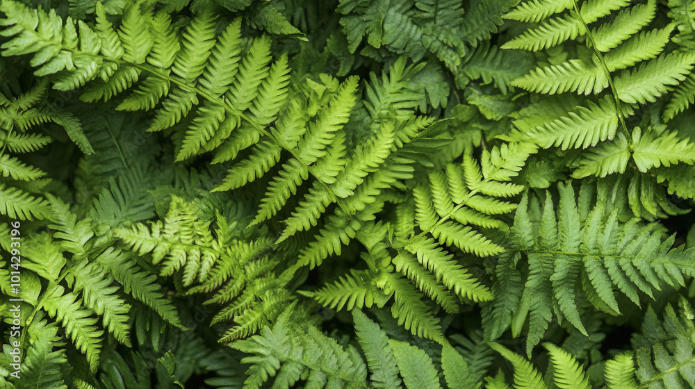 Lush green ferns thriving in a shaded forest environment during the daytime Lush green ferns thriving in a shaded forest environment during the daytime