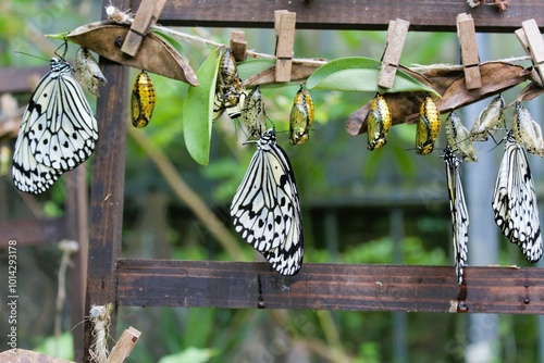 Paper kite butterflies (Idea leuconoe)  transformed in adult shape from Pupa stage