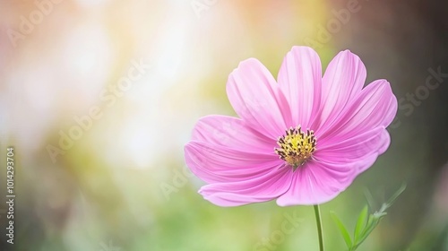 Cosmos Flower Blossom in Full Bloom with Delicate Petals