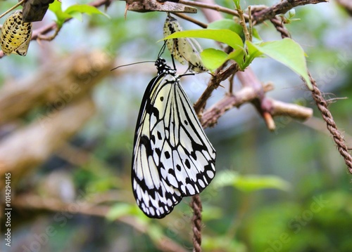 Paper kite butterflies (Idea leuconoe)  transformed in adult shape from Pupa stage photo