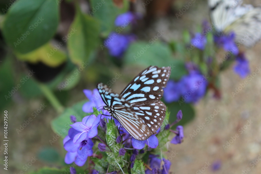 Fototapeta premium Ceylon blue glassy tiger butterfly、Ideopsis similis on a blue flower