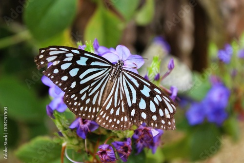 Ceylon blue glassy tiger butterfly, Ideopsis similis collecting nectar from the blue flower photo