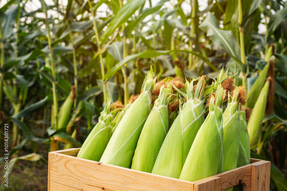 Fresh sweet corn in wooden box with corn fields background. Close Up of sweet corn cob in organic corn field. Fresh sweet corn in wooden box with corn fields background. Close Up of sweet corn cob in organic corn field.