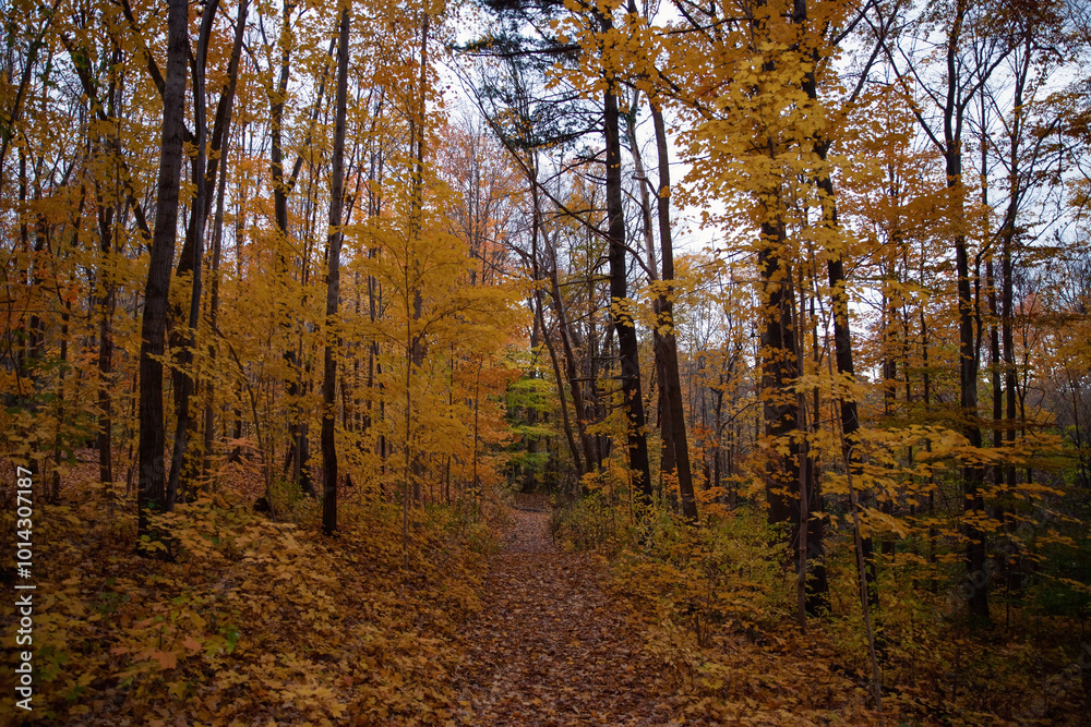 Fototapeta premium Autumn in the forest. Fall season. Toronto, Canada. 