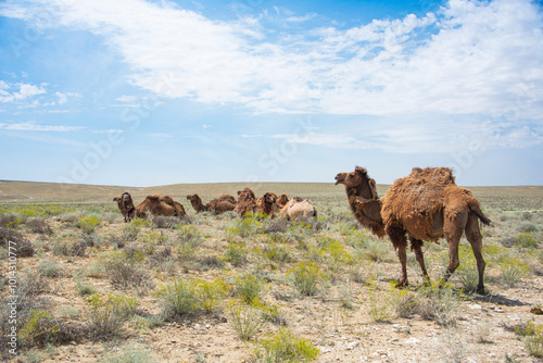 Camels. There are some backtrians and dromidars on the photo. photo