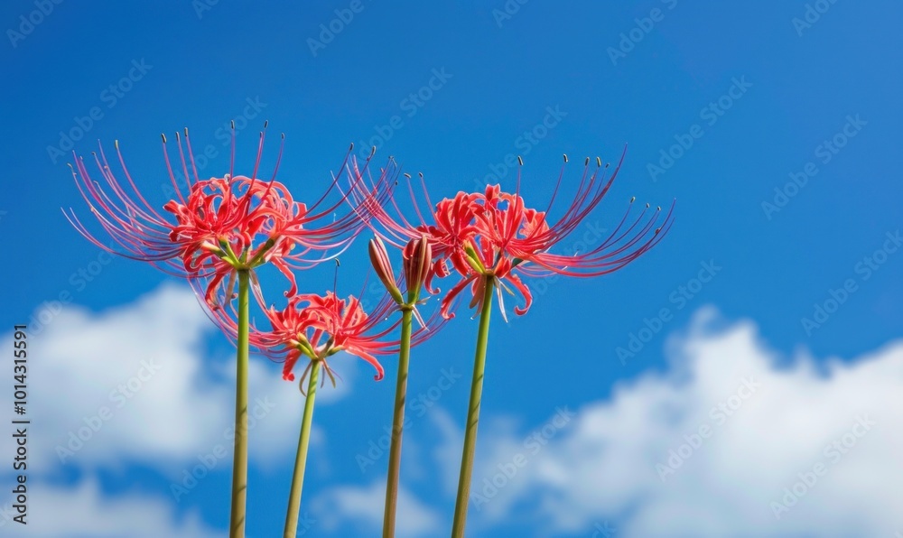 Red spider lilies blooming against a blue sky. Nature and floral photography concept. Red spider lilies blooming against a blue sky. Nature and floral photography concept.