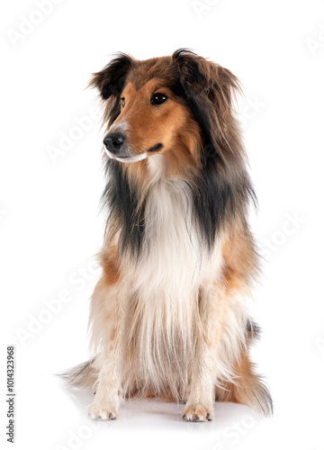 Shetland Sheepdog in studio