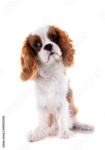 young cavalier king charles