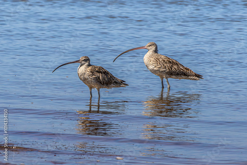 A pair of Eastern Curlews wading in water 