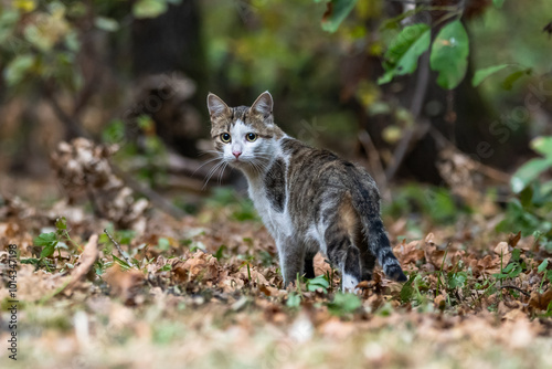Photography A domestic cat that became a wild forest cat