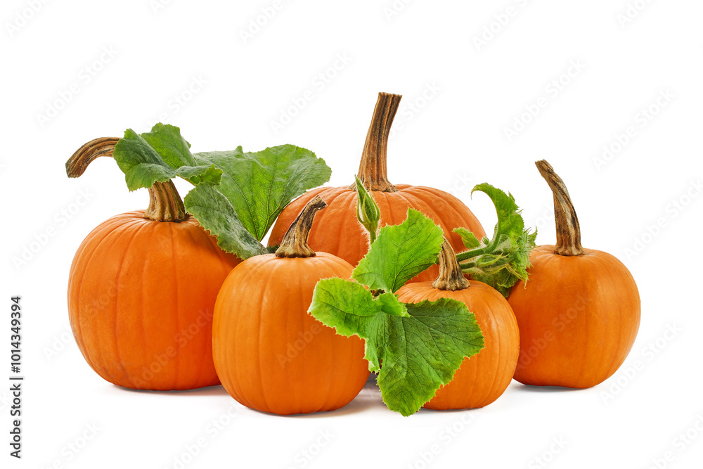 Pumpkins with stems on a white background, showcasing autumn harvest atmosphere. Pumpkins with stems on a white background, showcasing autumn harvest atmosphere.