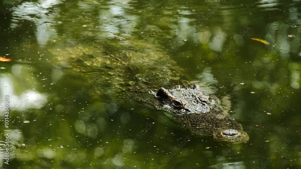 Crocodile in the river and the body of the crocodile is partially submerged. The crocodile poked its head into the river. Concepts about wildlife and environment Crocodile in the river and the body of the crocodile is partially submerged. The crocodile poked its head into the river. Concepts about wildlife and environment