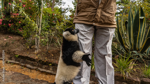 Cute lemur vari Varecia variegata stands on his hind legs at the feet of a man, his paws spread out to the sides. Fluffy black and white fur,  orange eyes. Madagascar. Lemur Island.  Nosy Soa Park photo