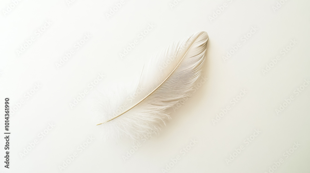 Obraz premium Single white feather lying on a blank background