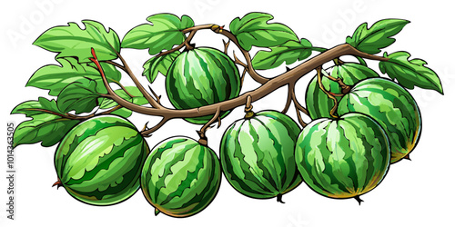 watermelon on a branch - vector illustration of watermelon isolated on white, watermelon vector art
