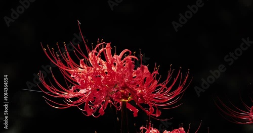 Red spider lily(Lycoris radiata) in sunlight on dark background