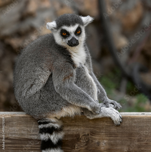 Lemur catta sitting on fence and looking at photographer