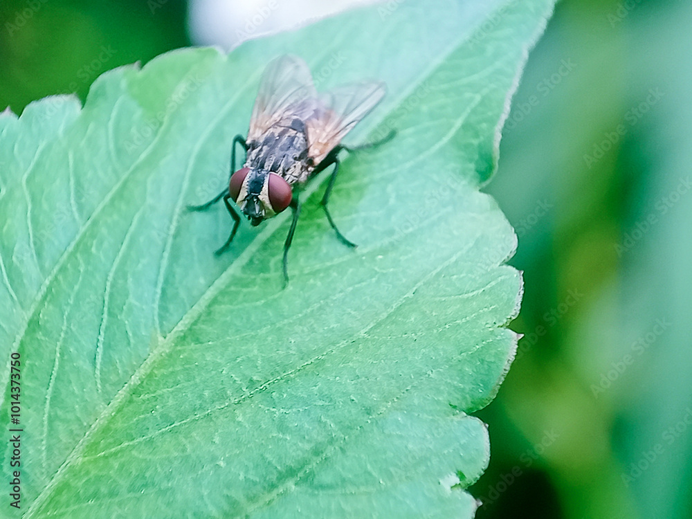 Cochliomyia hominivorax, the New World screw-worm fly, or screw-worm for short, is a species of parasitic fly that is well known for the way in which its larvae (maggots) eat the living tissue. Cochliomyia hominivorax, the New World screw-worm fly, or screw-worm for short, is a species of parasitic fly that is well known for the way in which its larvae (maggots) eat the living tissue.