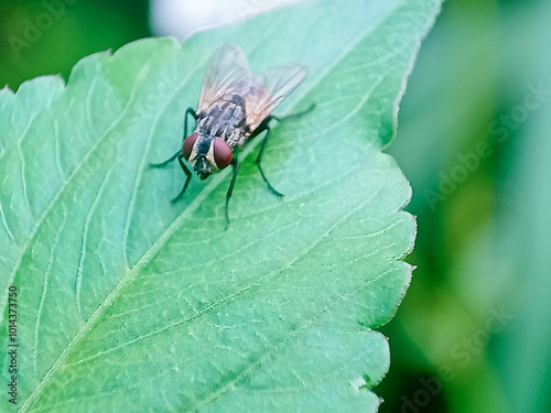 Cochliomyia hominivorax, the New World screw-worm fly, or screw-worm for short, is a species of parasitic fly that is well known for the way in which its larvae (maggots) eat the living tissue.