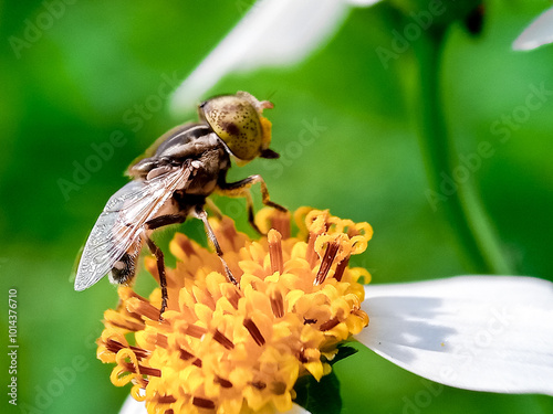 Cochliomyia hominivorax, the New World screw-worm fly, or screw-worm for short, is a species of parasitic fly that is well known for the way in which its larvae (maggots) eat the living tissue. photo