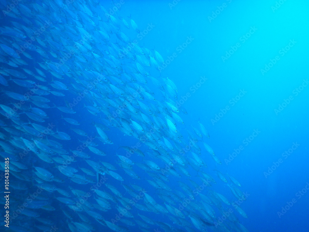 Fototapeta premium 魚群