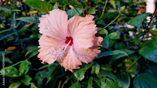 pink hibiscus flower