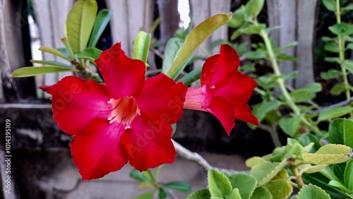 red hibiscus flower