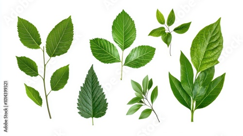 A variety of green leaves showcasing different shapes and sizes, highlighting the beauty of nature.