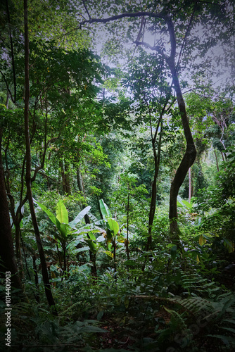 Fototapeta Naklejka Na Ścianę i Meble -  A lush green jungle with a tree in the foreground