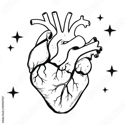 Hand-Drawn Illustration of the Human Internal Organ Heart, human heart outline stroke drawing for surgery, kids drawing book, heart anatomy, biology, zology
