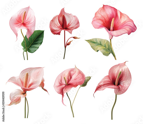 watercolor botanical illustration pink calla lilies calla lily flowers, Anthurium tropical nature clip art isolated on white background