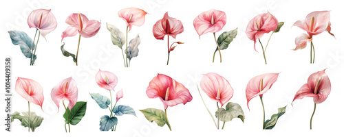 watercolor botanical illustration pink calla lilies calla lily flowers, Anthurium tropical nature clip art isolated on white background