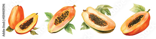 Watercolor papaya tropical fruits hand drawn illustration set on white background