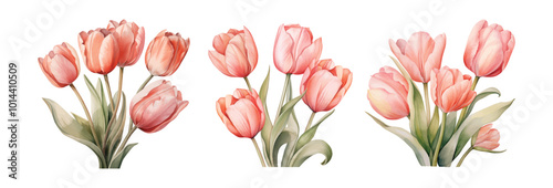 Watercolor tulip flowers hand drawn floral illustration set on white background