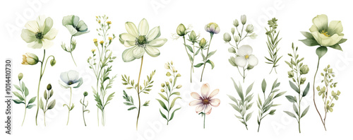 Watercolor wild flowers hand drawn floral illustration set on white background