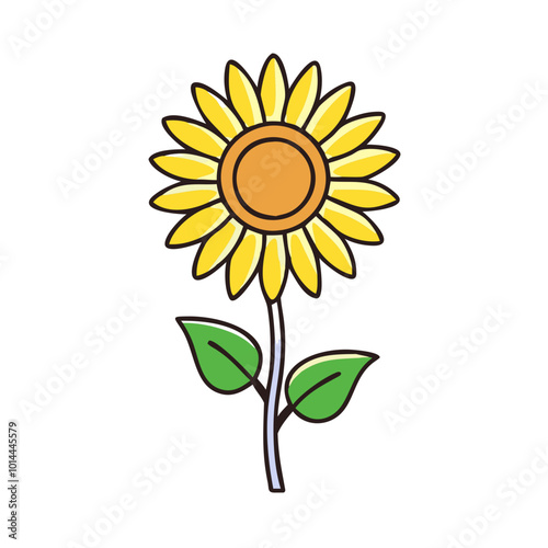 sunflower on white background