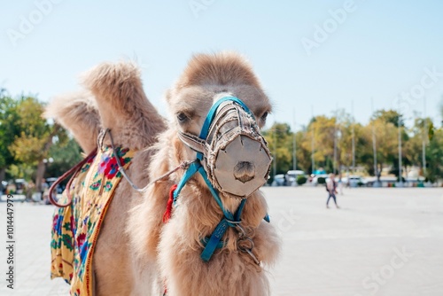 portrait of a camel