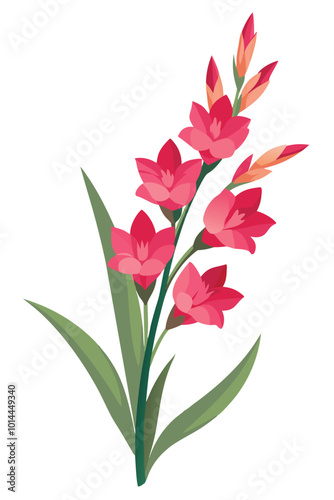 Gladiolus Branch With Flowers Vector Illustration On White Background