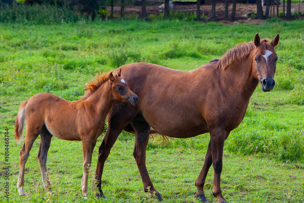 Mother Horse and Foal Grazing in Lush Green Pasture. Beautiful Chestnut Mare with Her Young Colt in Rural Countryside Setting Mother Horse and Foal Grazing in Lush Green Pasture. Beautiful Chestnut Mare with Her Young Colt in Rural Countryside Setting